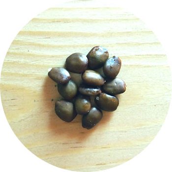 korogonas-ark-carob-seeds-carat